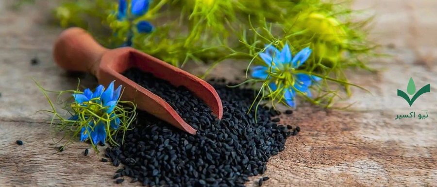 گیاه دارویی سیاهدانه