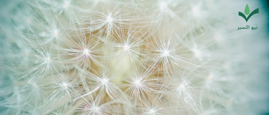 خواص درمانی گیاه قاصدک