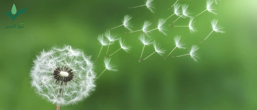 خواص درمانی گیاه قاصدک