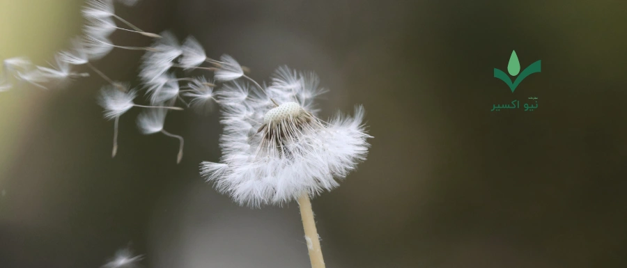 خواص درمانی گیاه قاصدک
