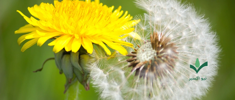 خواص درمانی گیاه قاصدک