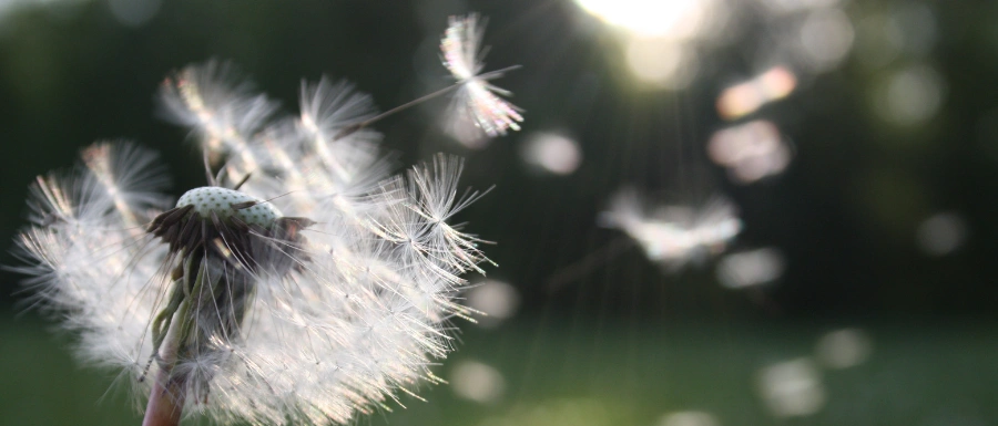 خواص درمانی گیاه قاصدک