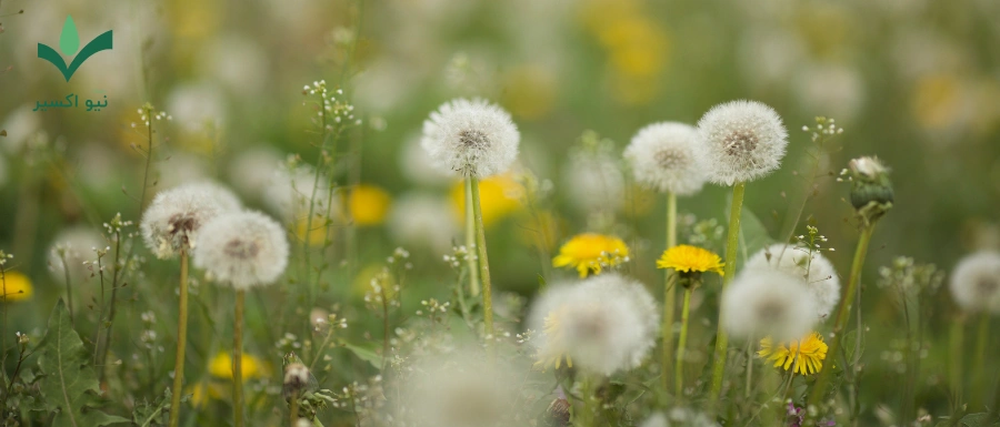 خواص درمانی گیاه قاصدک
