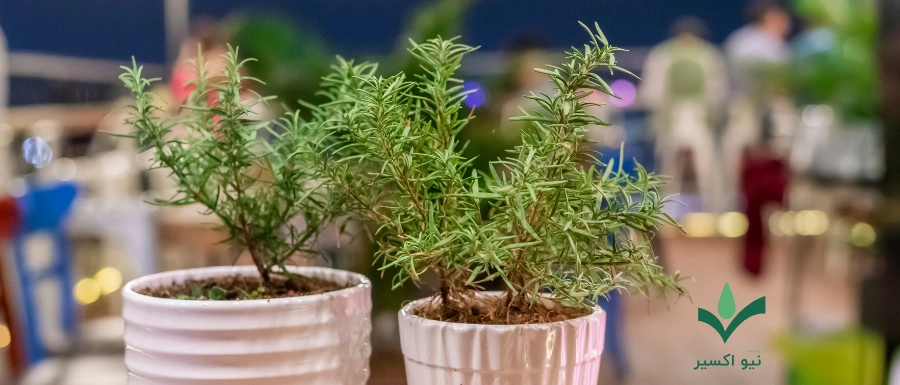 خواص درمانی گیاه رزماری