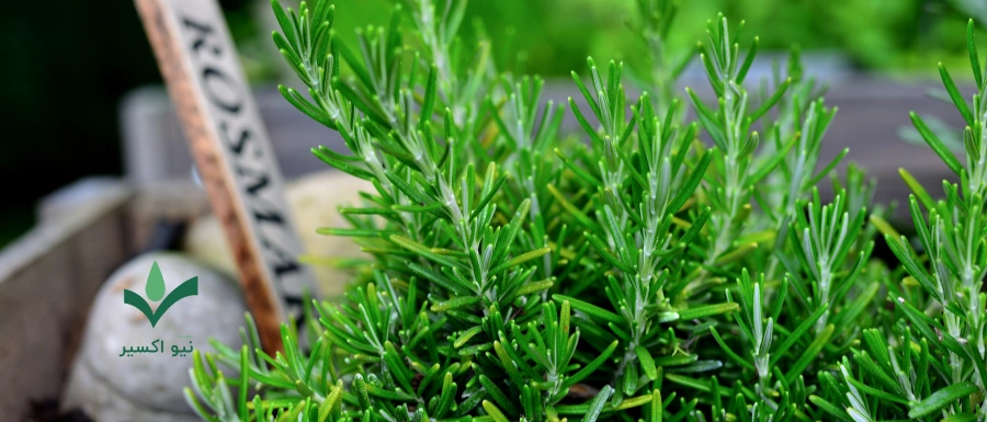 خواص درمانی گیاه رزماری