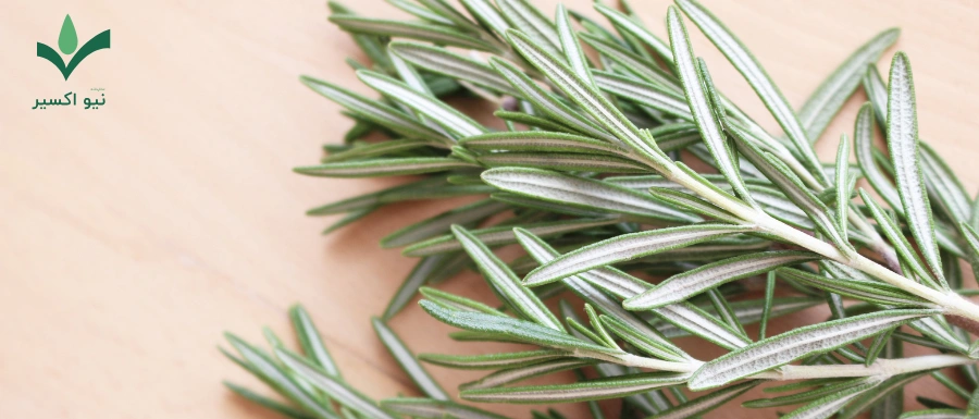 خواص درمانی گیاه رزماری