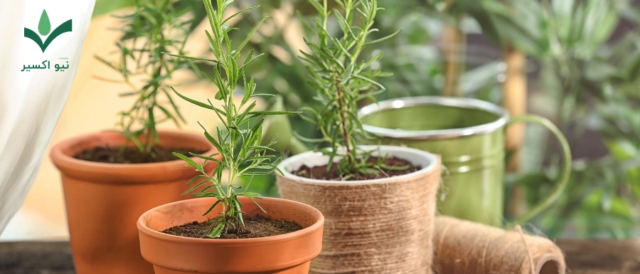 خواص درمانی گیاه رزماری