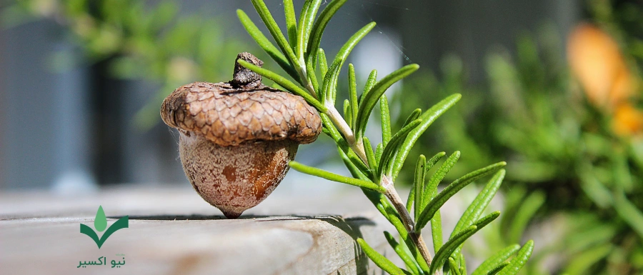 خواص درمانی گیاه رزماری