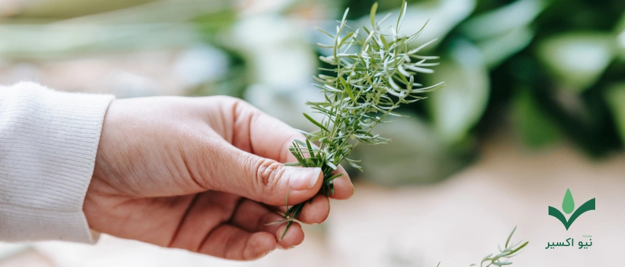 خواص درمانی گیاه رزماری