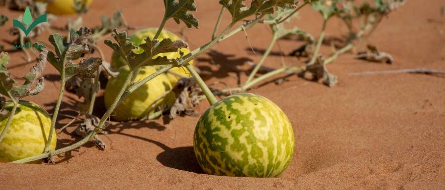 خواص درمانی هندوانه ابوجهل