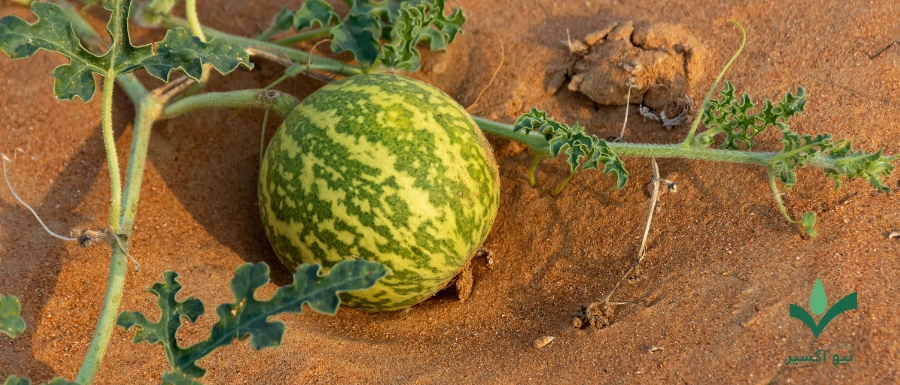 خواص درمانی هندوانه ابوجهل