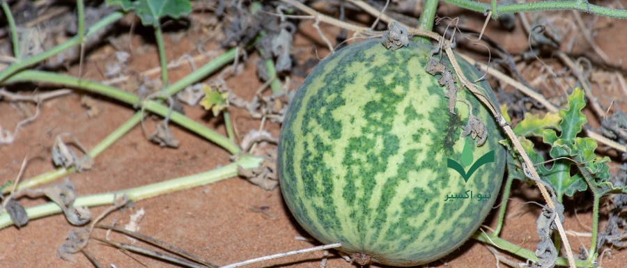 خواص درمانی هندوانه ابوجهل