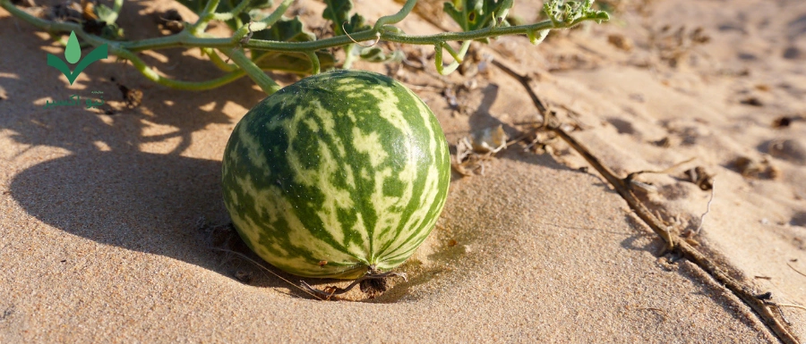 خواص درمانی هندوانه ابوجهل