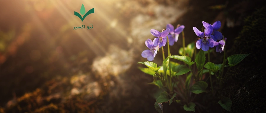 خواص روغن بنفشه