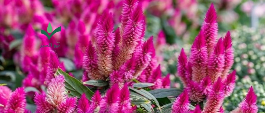 گیاه تاج خروس