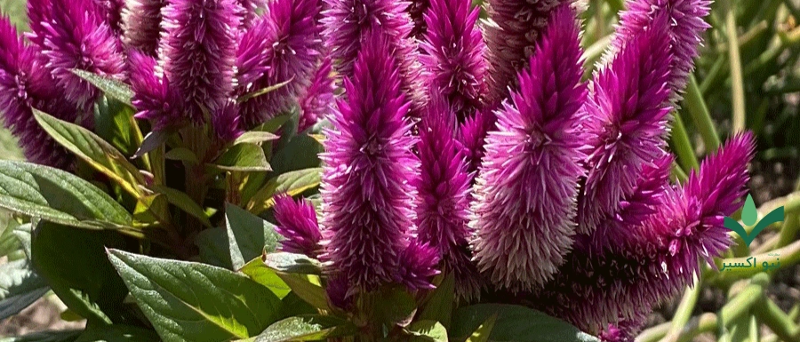 گیاه تاج خروس