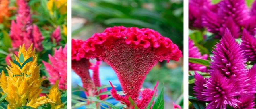 انواع گیاه تاج خروس